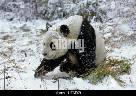 Panda gigante, Ailuropoda melanoleuca, riserva di Wolong in Cina Foto Stock