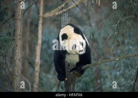 Panda gigante, Ailuropoda melanoleuca, riserva di Wolong in Cina Foto Stock