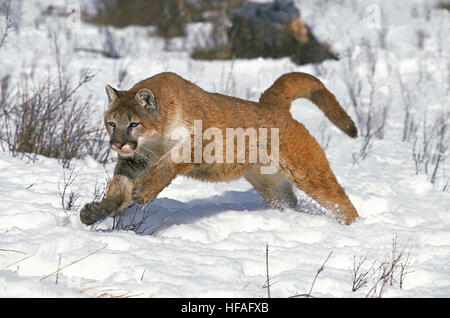 Cougar, Puma concolor, adulti in esecuzione sulla neve Foto Stock