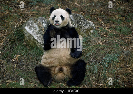 Panda gigante, Ailuropoda melanoleuca, riserva di Wolong in Cina Foto Stock