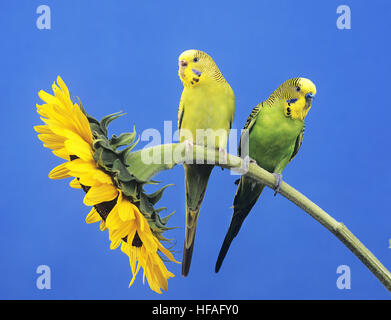 Budgerigar, melopsittacus undulatus, coppia in piedi sul girasole Foto Stock