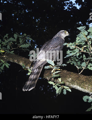 Europeo, Sparviero Accipiter nisus Foto Stock