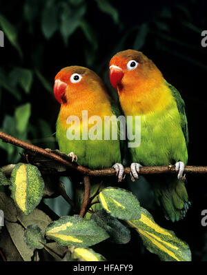 Fischer, Lovebird agapornis fischeri Foto Stock