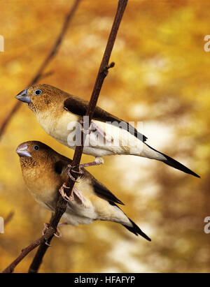 African Silverbill, lonchura cantans Foto Stock