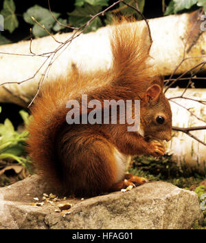 Scoiattolo rosso Sciurus vulgaris, Adulti mangiare Castagna Foto Stock