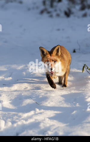 Red Fox, vulpes vulpes, adulti in piedi nella neve, Normandia Foto Stock