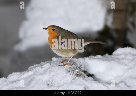 Unione Robin, erithacus rubecula, Adulti permanente sulla neve, Normandia Foto Stock