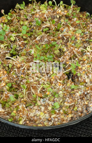 I CAVOLI Microgreens: la rucola aka Rocket Eruca sativa. Minuscoli raw piantine commestibili germogliato Foto Stock