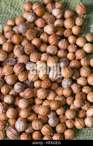 Semi di coriandolo Coriandrum sativum, aka coriandolo o prezzemolo cinese, semi essiccati in cartocci, raccolti pronto per l'uso Foto Stock