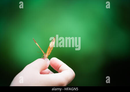 Farfalla sulla mano della ragazza, verde di sfocatura dello sfondo bokeh, concentrarsi sull'occhio, natura armonia concetto, con spazio di copia Foto Stock