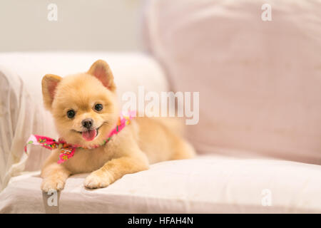 Carino il cane di Pomerania sorridente sul divano con spazio copia, cowboy bandana o fazzoletto sul collo Foto Stock