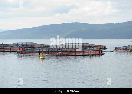 I pesci di allevamento in gabbie di West Loch Tarbert sulla penisola di Kintyre. Argyll and Bute, Scozia.. Foto Stock