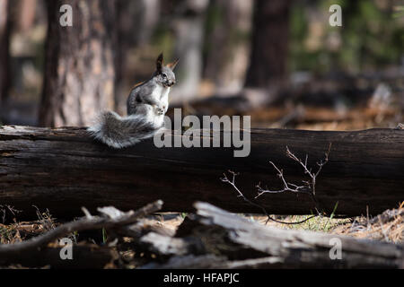 Un scoiattolo Kaibab cercando cautamente intorno i suoi dintorni lungo la Arizona Trail. Coconino National Forest, Arizona Foto Stock