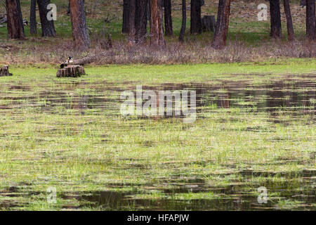 Una coniugata coppia di le anatre bastarde arroccato su un moncone in un stagno erbosa. Coconino National Forest, Arizona Foto Stock