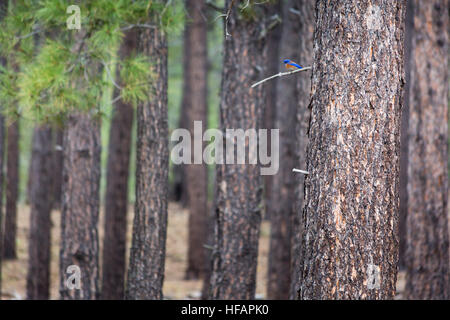Un western bluebird arroccato su una piccola filiale in una ponderosa pine tree lungo la Arizona Trail. Coconino National Forest, Arizona Foto Stock