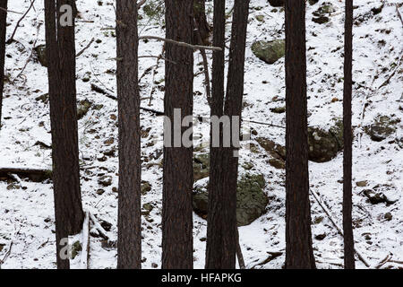 Ponderosa Pine tronchi d albero profilarsi davanti a una collina ricoperta di neve. Coconino National Forest, Arizona Foto Stock