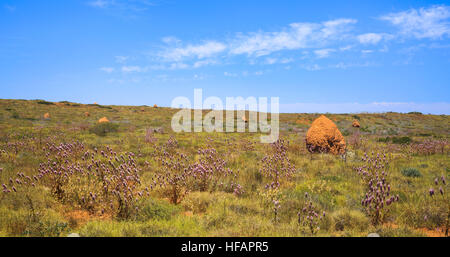 Termite tumuli e mulla mulla piante che crescono nel West Australian Outback nella regione di Exmouth. Foto Stock