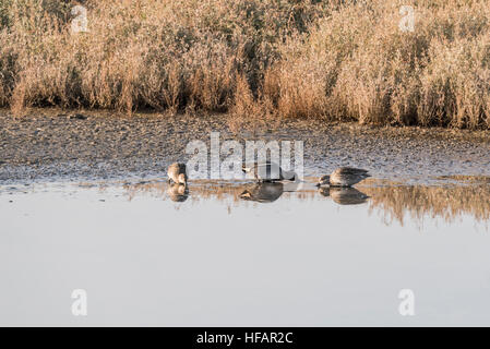 Tre Teal alimentare Foto Stock