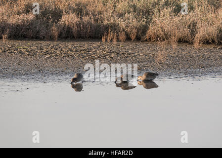 Tre Teal alimentare Foto Stock