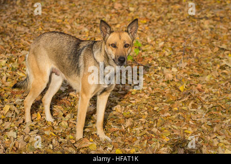 Outdoor ritratto di carino Stray dog femmina Foto Stock