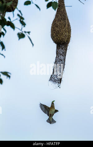 Baya weaver in Minneriya national park, Sri Lanka ; specie Ploceus philippinus famiglia di Ploceidae Foto Stock