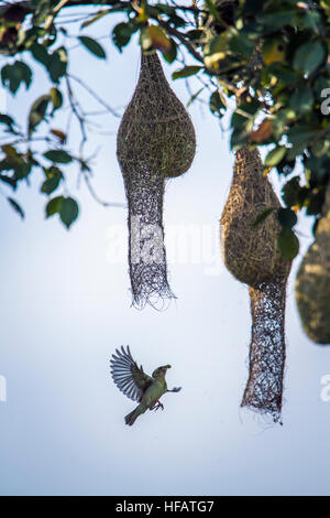 Baya weaver in Minneriya national park, Sri Lanka ; specie Ploceus philippinus famiglia di Ploceidae Foto Stock