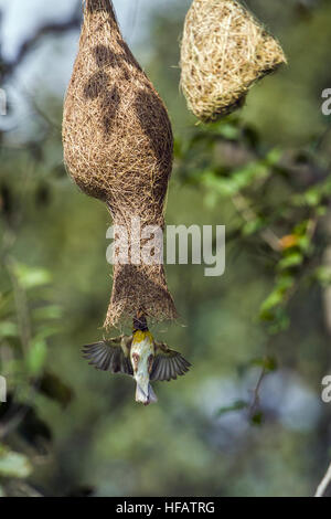 Baya weaver in Minneriya national park, Sri Lanka ; specie Ploceus philippinus famiglia di Ploceidae Foto Stock