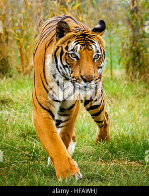 Tiger passeggiate verso con bambù in background Foto Stock