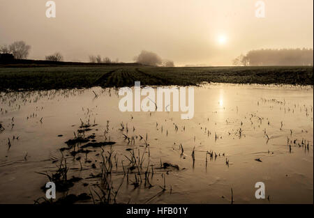 La mattina di sole si riflette sul ghiaccio in condizioni di nebbia vicino a York, dopo una notte di nebbia di congelamento e temperature sotto zero in tutta la parte meridionale del Regno Unito. Foto Stock