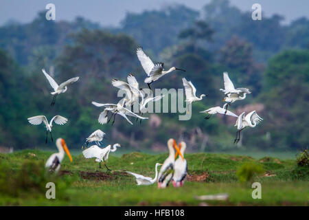 Garzetta, Eurasian spatola, nero con testa di ibis in Arugam Bay Lagoon Sri Lanka Foto Stock