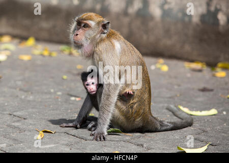 Macaco coda lunga femmina di scimmia si appoggia con il suo bambino a Grotte Batu tempio indù di Kuala Lumpur in Malesia Foto Stock