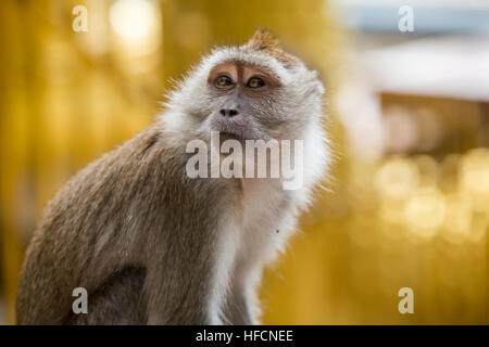 Macaco coda lunga monkey si appoggia a Grotte Batu tempio indù di Kuala Lumpur in Malesia Foto Stock