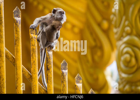 Macaco coda lunga femmina di scimmia si appoggia con il suo bambino a Grotte Batu tempio indù di Kuala Lumpur in Malesia Foto Stock