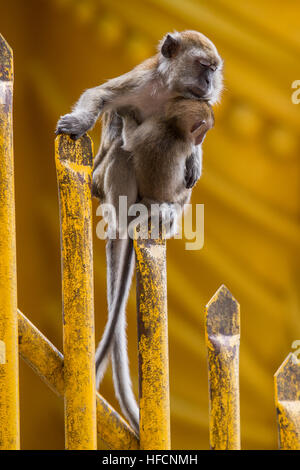 Macaco coda lunga femmina di scimmia si appoggia con il suo bambino a Grotte Batu tempio indù di Kuala Lumpur in Malesia Foto Stock