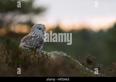 Ural Owl / Habichtskauz ( Strix uralensis ), notturno, appollaiato su un vecchio pezzo di legno in terra aperta, allo spuntar del giorno. Foto Stock