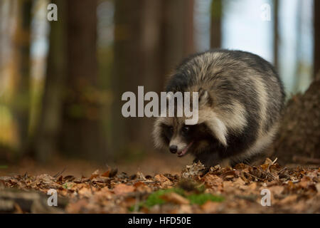 Cane procione / Marderhund ( Nyctereutes procyonoides ), specie invasive, camminando attraverso una foresta, con il suo naso a terra. Foto Stock