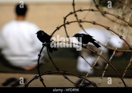 GUANTANAMO Bay a Cuba - Uccelli sedersi sulla concertina di filo spinato che si affaccia sui detenuti presso la Joint Task Force Guantanamo (JTF) come essi osservare la preghiera del mattino prima del sorgere del sole all'interno del Camp Delta Oct.28, 2009. Detenuti presso la JTF sono ha dato l opportunità di pregare cinque volte ogni giorno e sono forniti in preghiera i tappeti e le copie del Corano. JTF Guantanamo conduce al sicuro, umano, legale e trasparente di cura e custodia dei detenuti, compresi quelli condannati dalla commissione militare e quelli ordinati rilasciato da un tribunale. La JTF conduce la raccolta di intelligence, analisi e diffusione per il protecti Foto Stock