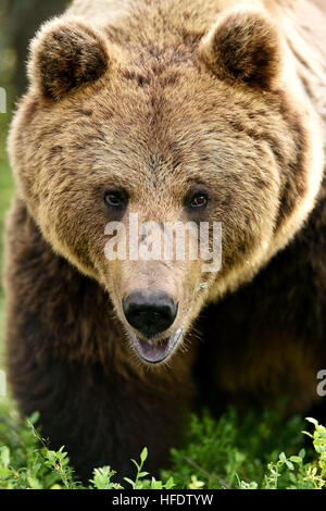 Maschio grande orso bruno ritratto nella foresta Foto Stock