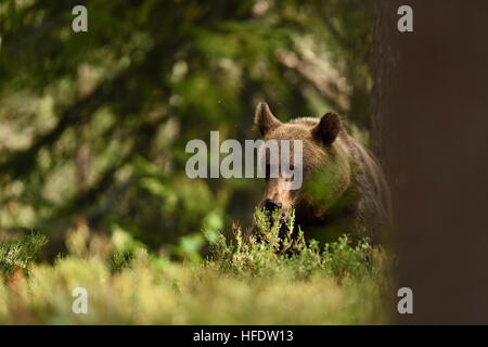 Orso bruno in appoggio in foresta Foto Stock