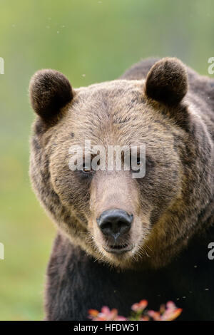 Fronte dell'orso Foto Stock