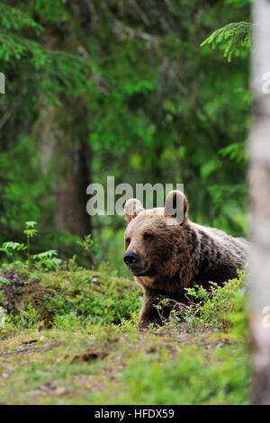 Europea di orso bruno in appoggio in foresta Foto Stock