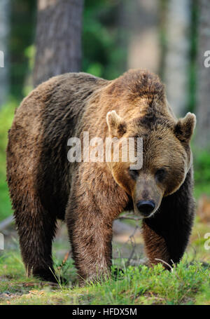 Maschio grande orso bruno Foto Stock