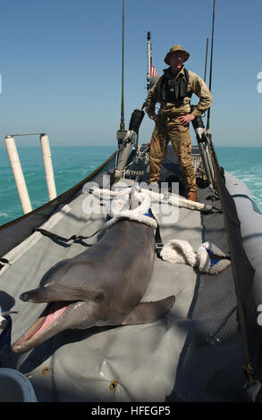 Un delfino tursiope partecipa all'addestramento a bordo della USS Gunston Hall (LSD 44) nel Golfo Arabico come parte della Commander Task Unit CTU-55.4.3 per la sicurezza portuale e il rilevamento di acque poco profonde. Foto Stock