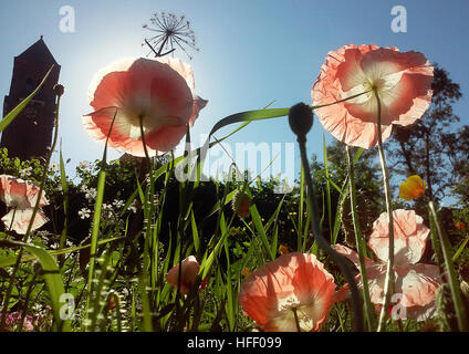 Il papavero fiori nel sole al mattino Foto Stock