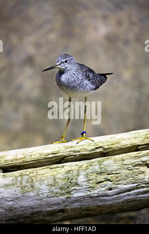 Una maggiore Yellowlegs bird, Tringa melanoleuca, con una banda di identificazione sulla sua gamba sorge su un log. Foto Stock