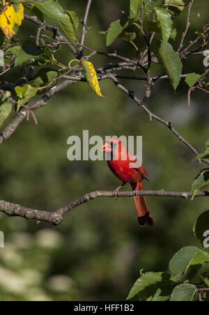 Un maschio Cardinale settentrionale, Cardinalis cardinalis, con rosso brillante piumaggio è arroccata su un albero in New Hampshire, Stati Uniti d'America. Foto Stock