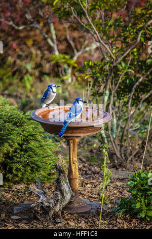 Due Blue Jays, Cyanocitta cristata, stand sul bordo di una terracotta Bagno uccelli in un giardino di casa. Foto Stock