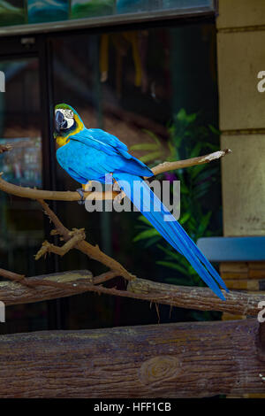 Blu e Giallo macaw, Ara ararauna, appollaiato su un ramo in un zoo nelle Filippine. Foto Stock