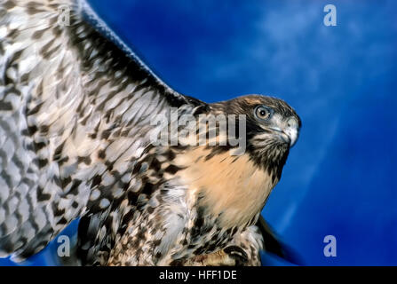 Adulto battenti Red-tailed Hawk, Buteo jamaicensis, mostrando underbelly distintivo di colorazione e multi-piume colorate. Foto Stock