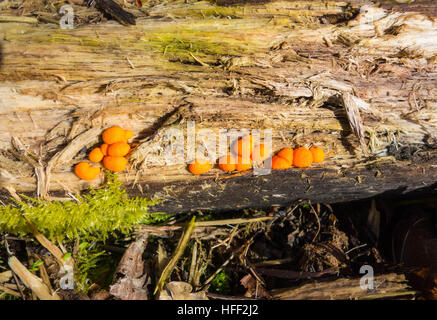 Coral spot (fungo Nectria cinnabarina) che di solito si trovano crescente sul decadimento di betulle. Herefordshire England Regno Unito Foto Stock